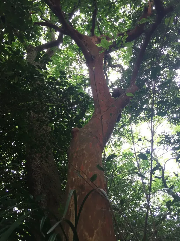 境内外れにあるバクチの木