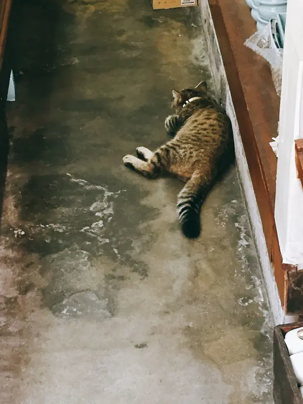 かわいい😍猫🐱発見