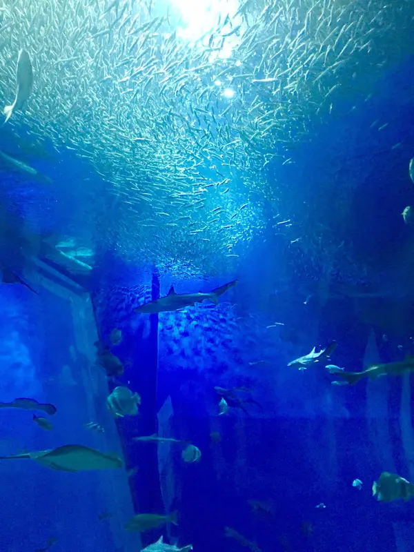 出会いの海の大水槽