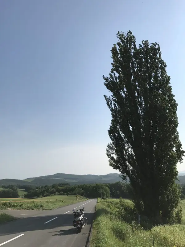 ケンとメリーの木