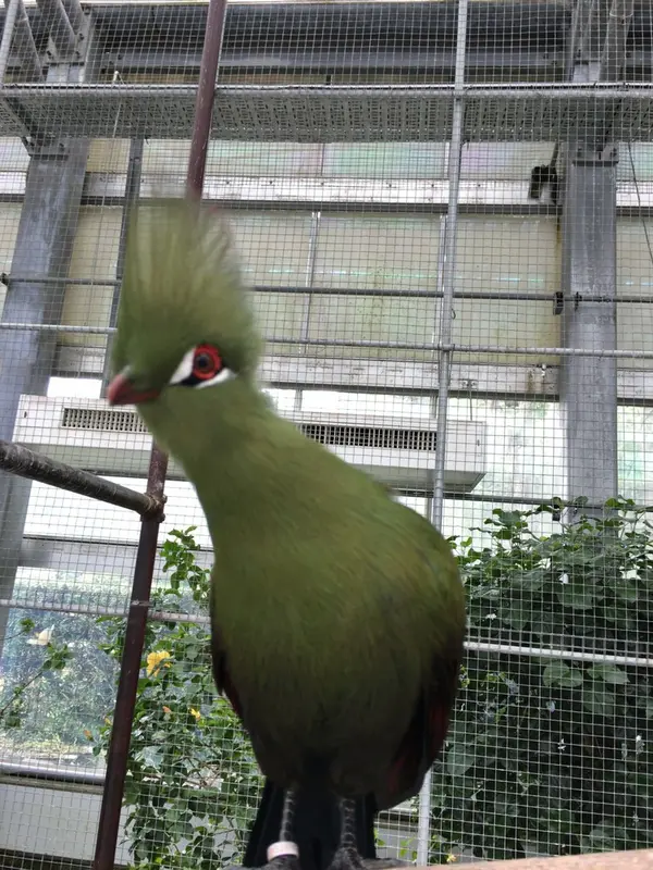 こんな間近で鳥と触れ合えます。