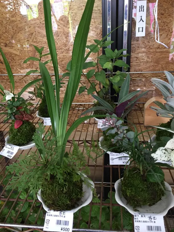 苔玉