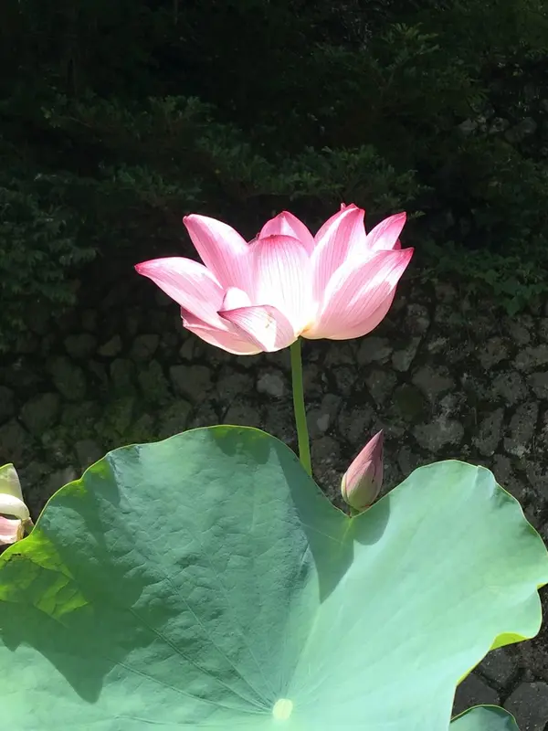 蓮の花