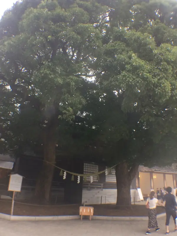 夫婦楠