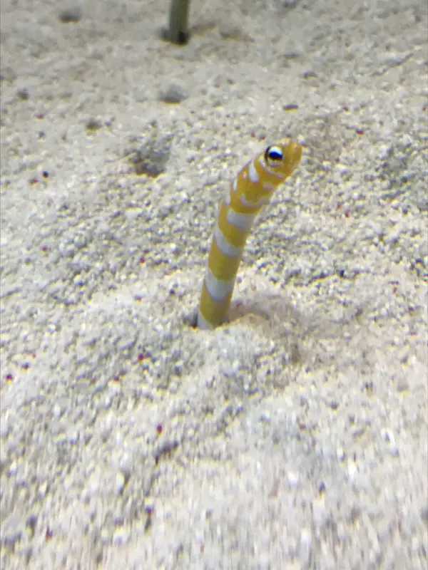すみだ水族館