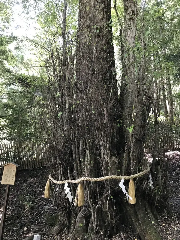 桂（御神木）