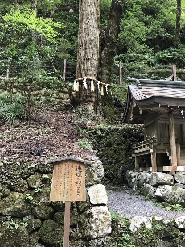 連理の杉