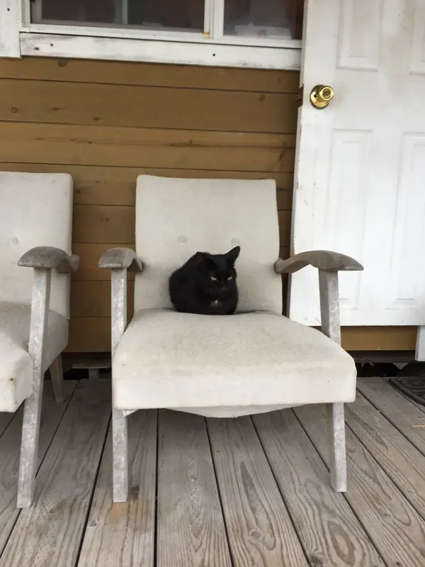 かわいいネコがお出迎え