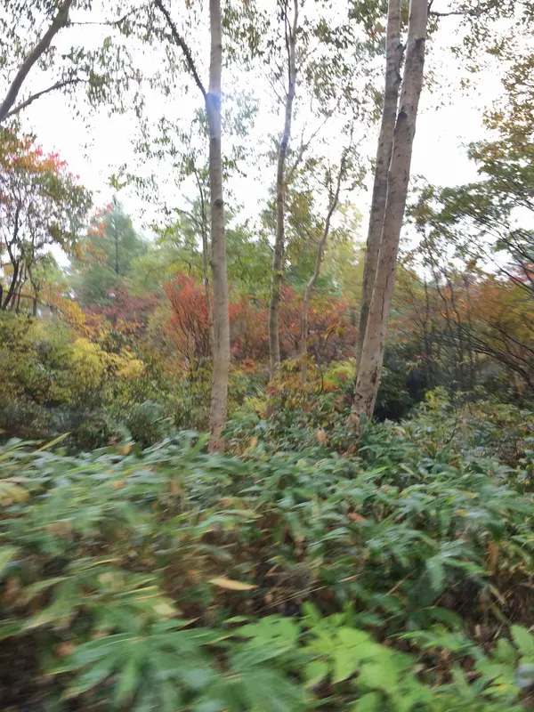Ｒ292