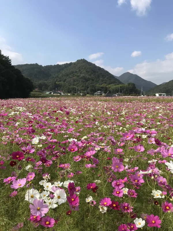 名もないコスモス畑