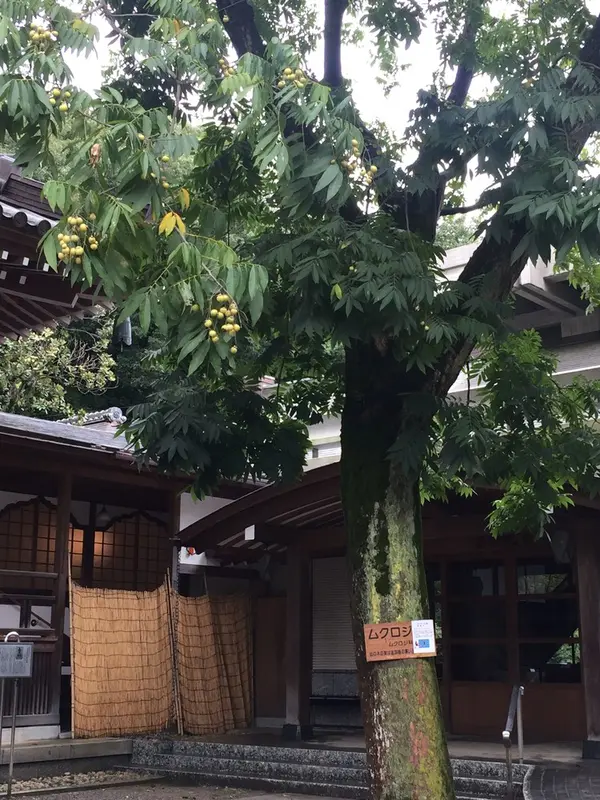銀杏みたいな実です