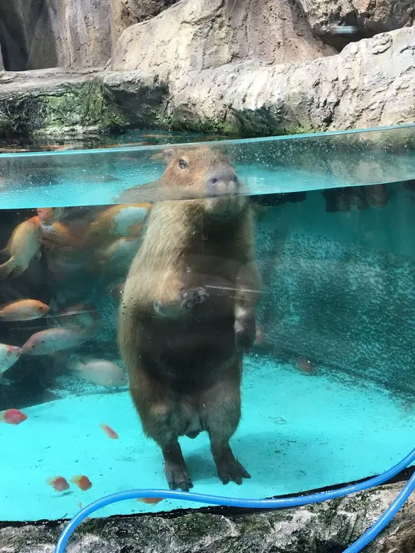 カピバラ