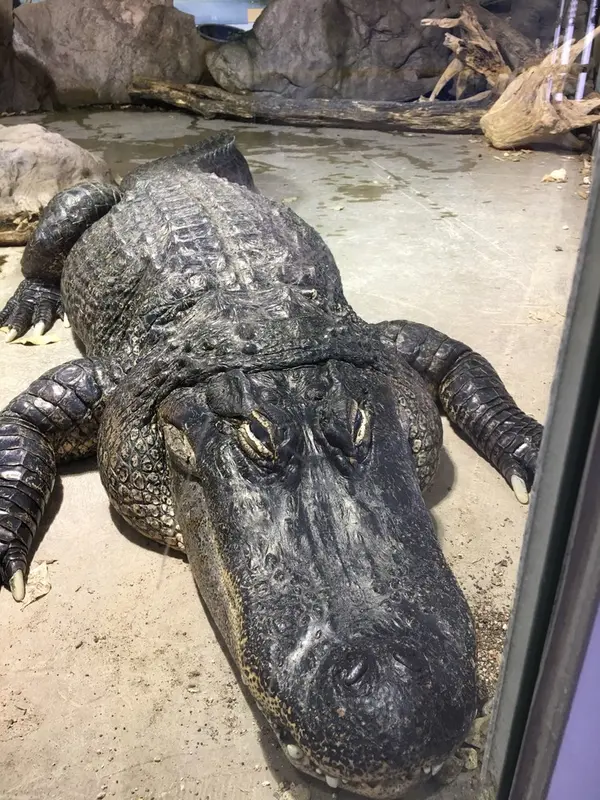 ワニ