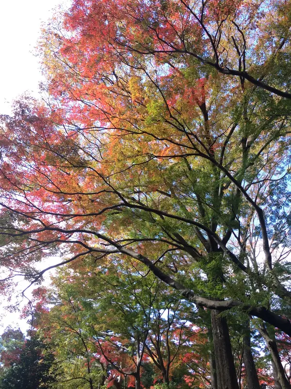 紅葉の グラデーション