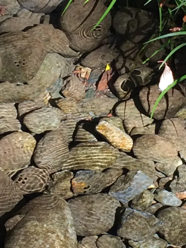 湧き水？ かなぁ〜？