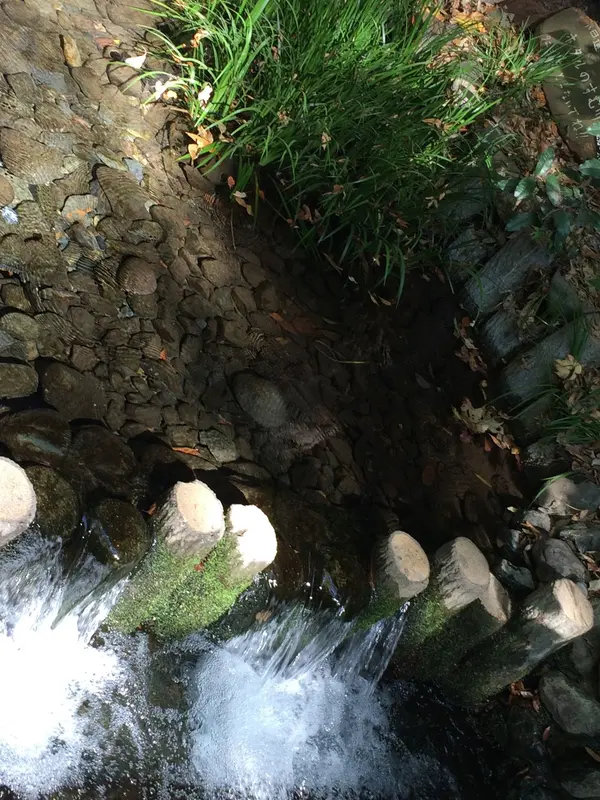 湧き水 源流？ かなぁ〜？