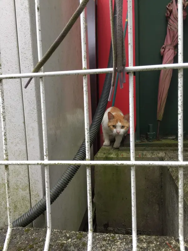 ねこさんに遭遇