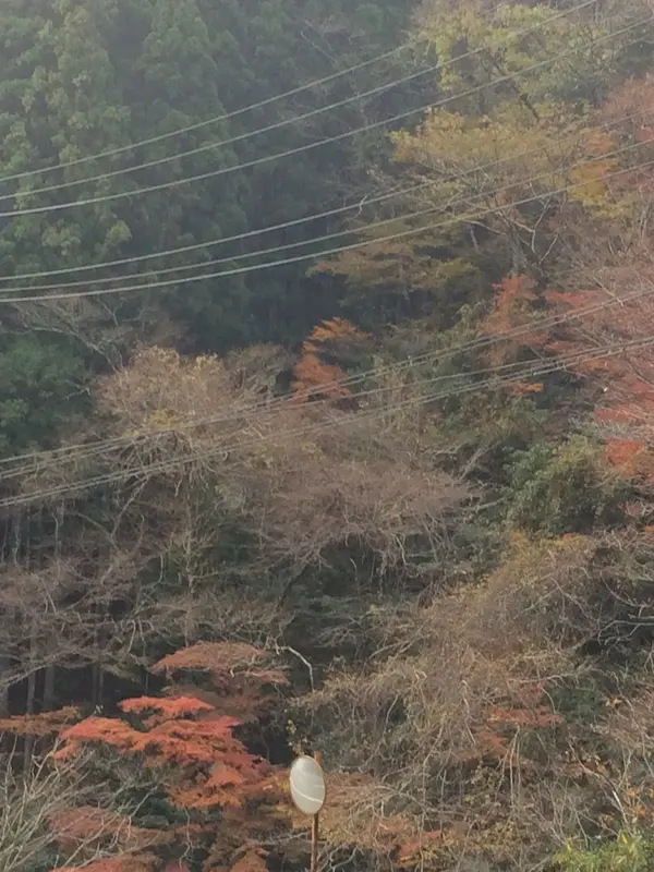 バラついた 雨