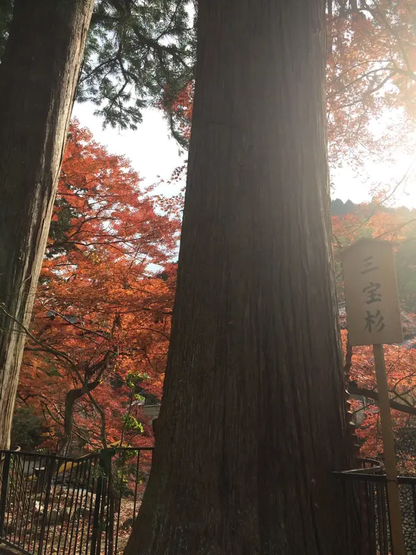 三宝杉