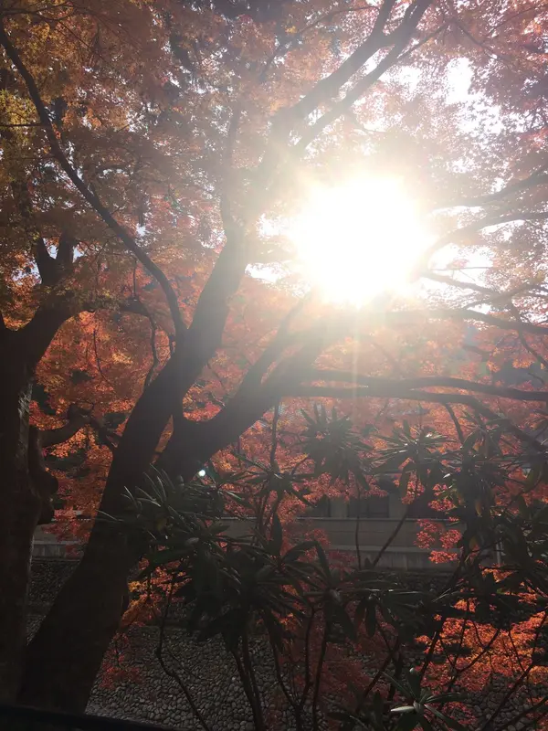 陽射しを浴びた 紅葉