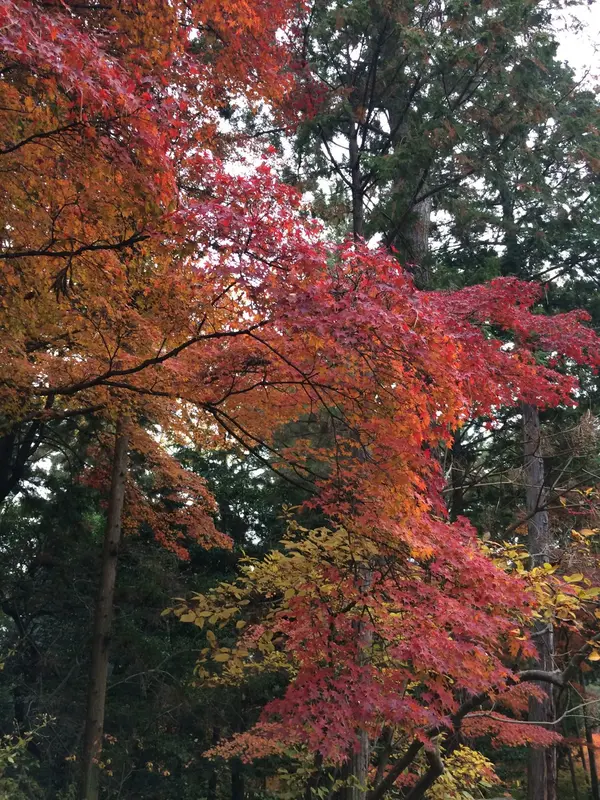 境内 の 紅葉