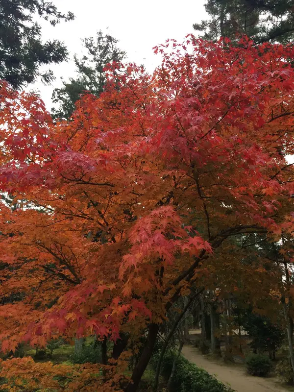 グラデーション が 素晴らしいです