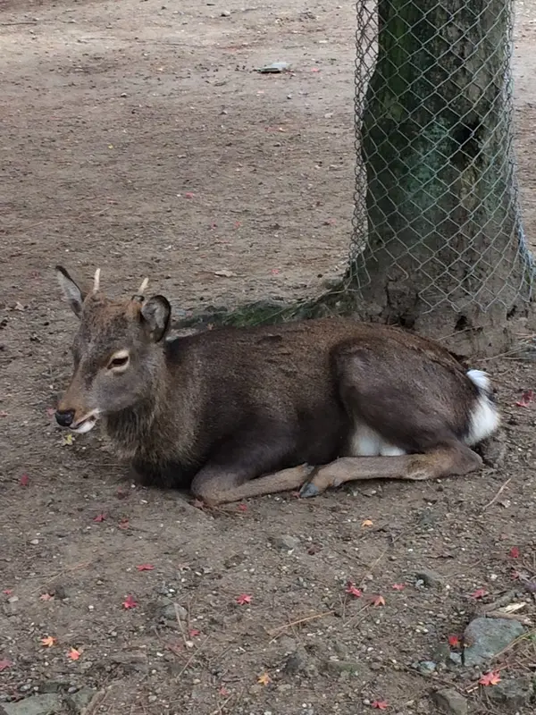オス の 鹿  🦌