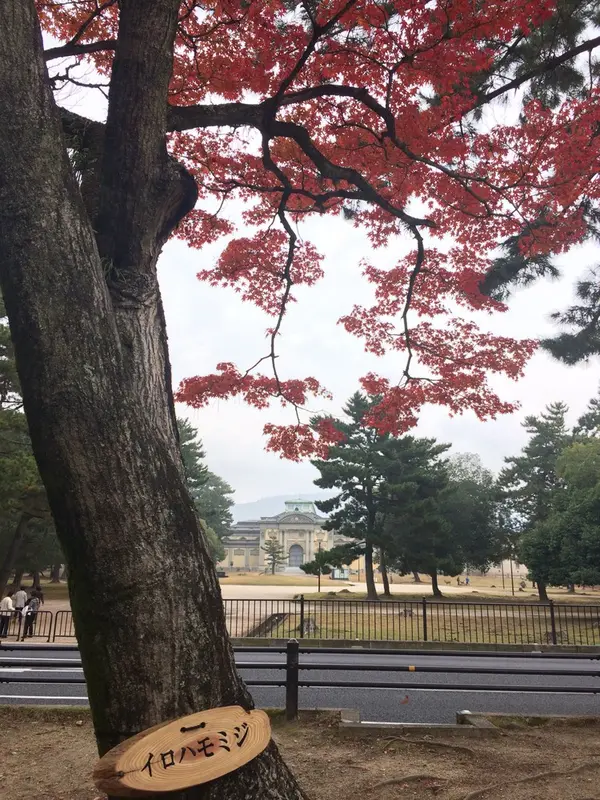 イロハモミジ