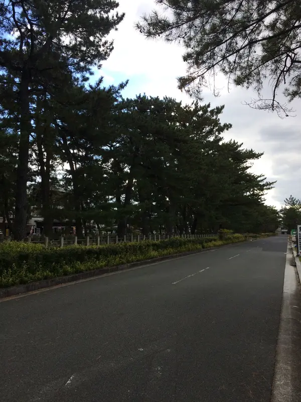 山道 松並木
