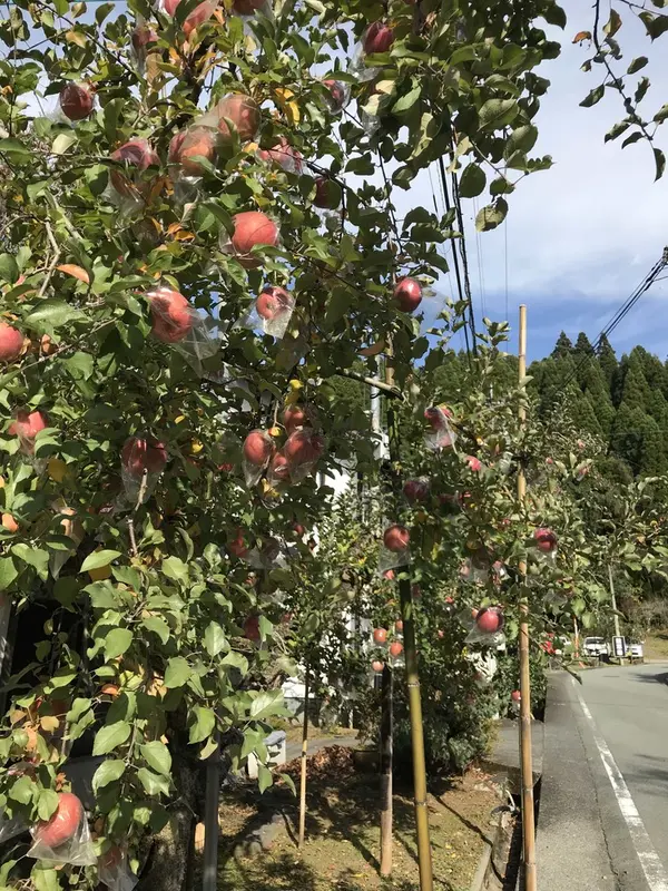 リンゴの木があり！