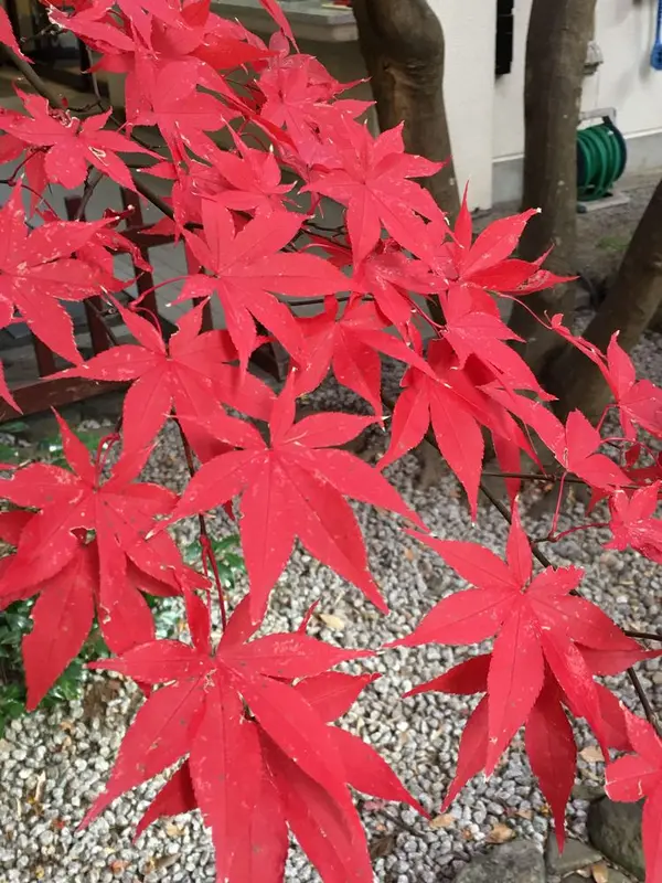 綺麗ですね〜。