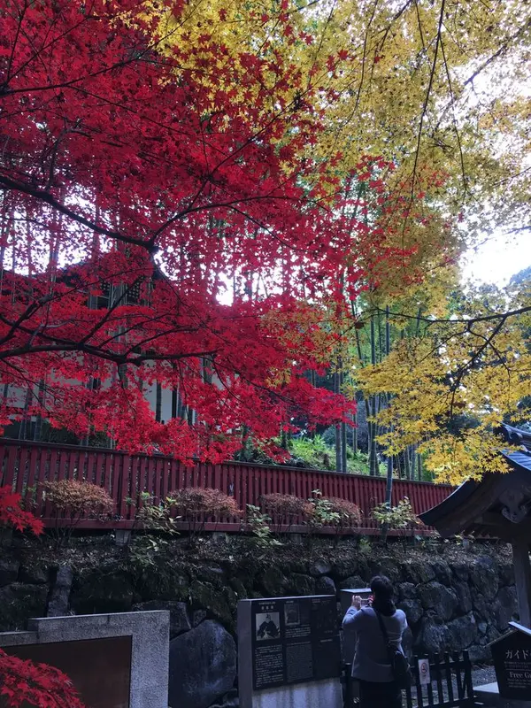 紅葉真っ盛り！
