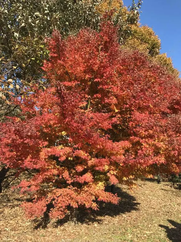 燃える紅葉🍁