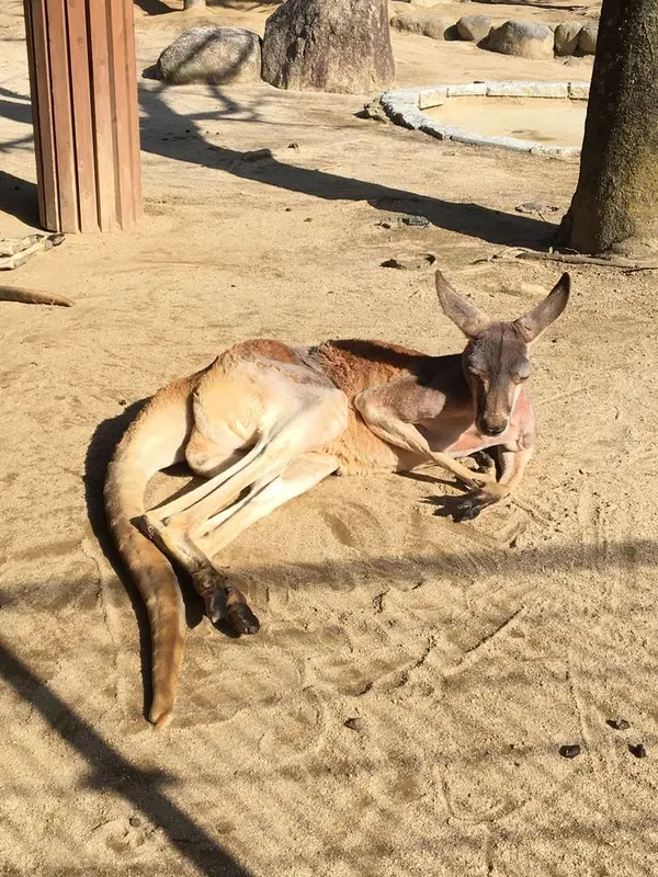 カンガルー