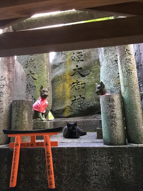 鳥居の下に黒猫