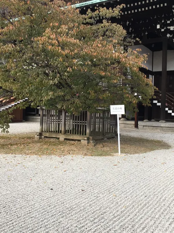 左近の桜