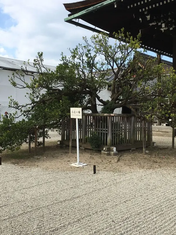 右近の橘