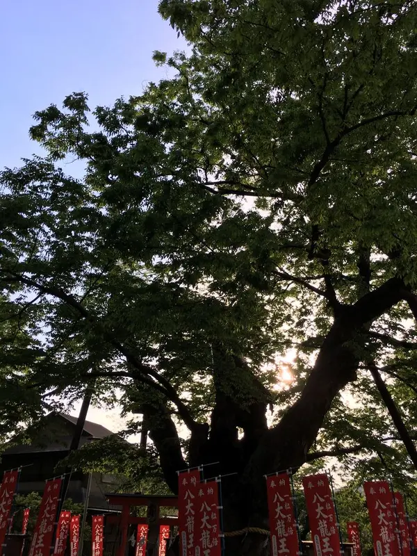 御神木