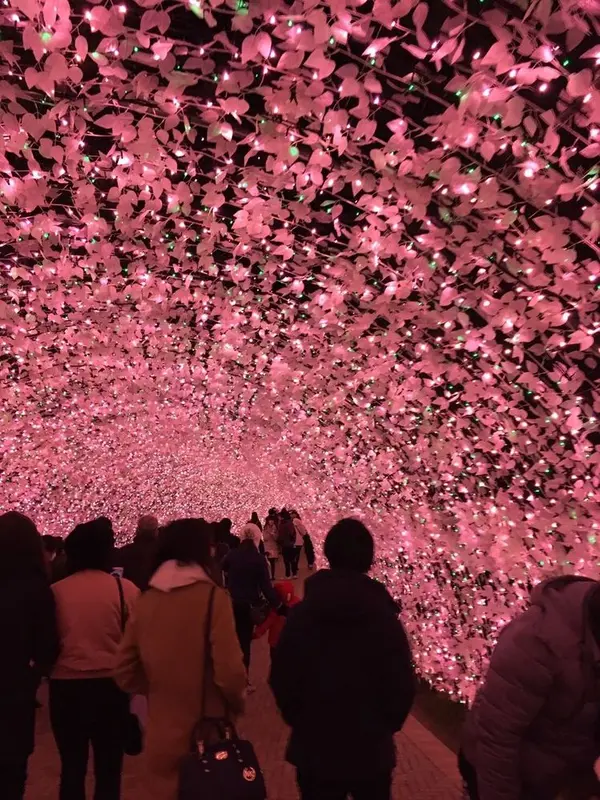 桜のトンネル