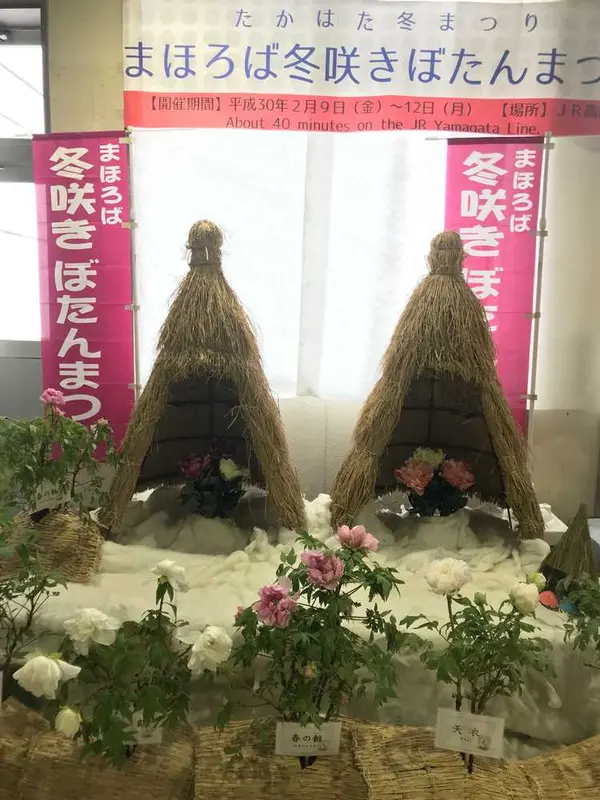 冬咲きぼたんまつり