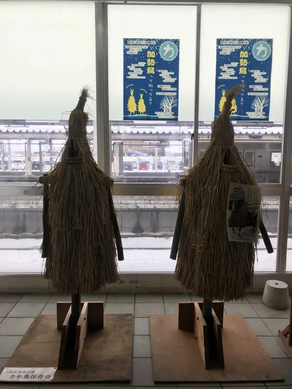 カセ鳥の展示