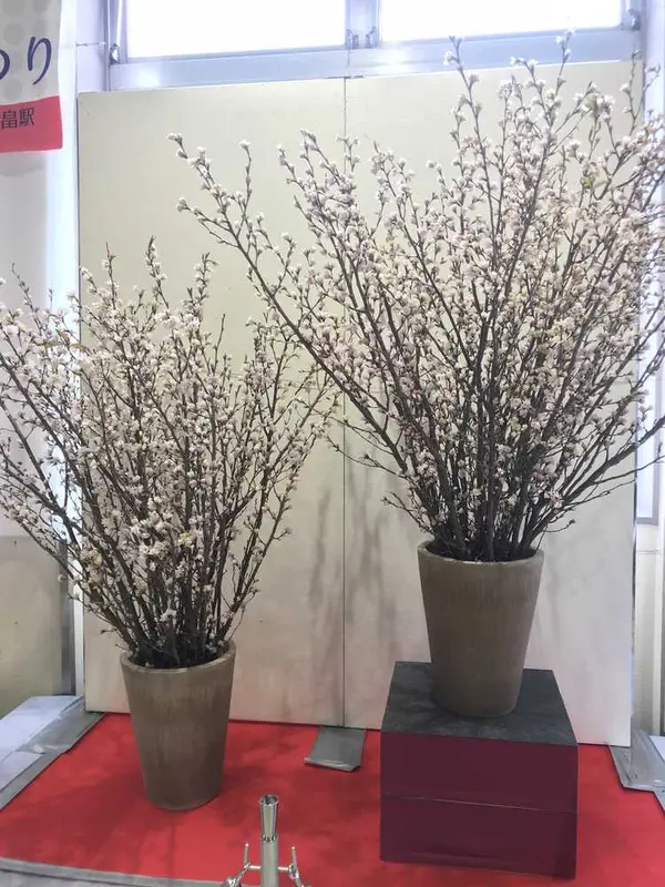 啓翁桜