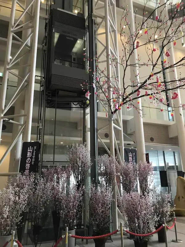 啓翁桜