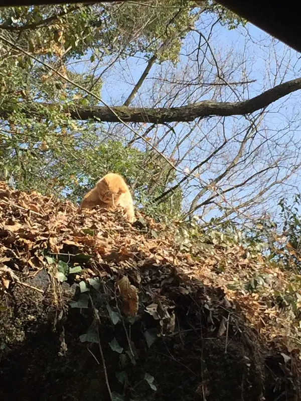 岩の上に…