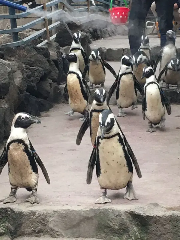 ペンギン