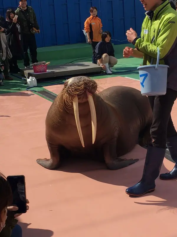 セイウチのお散歩