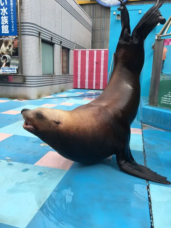 トド