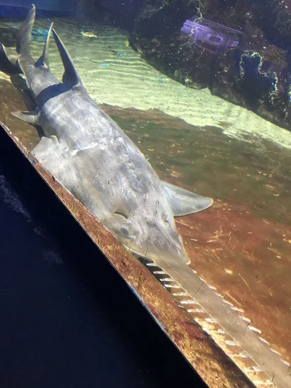 ノコギリエイ