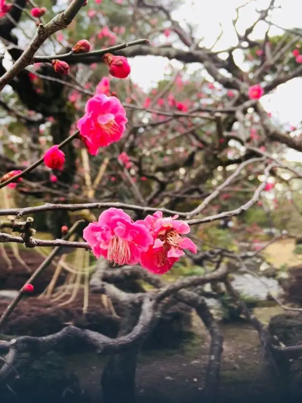 梅林