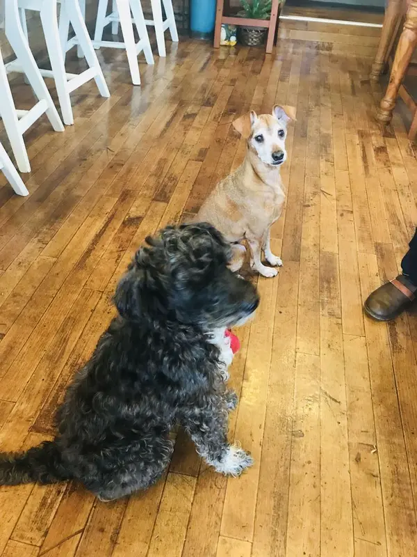 お店で飼ってるワンちゃんたち🐶